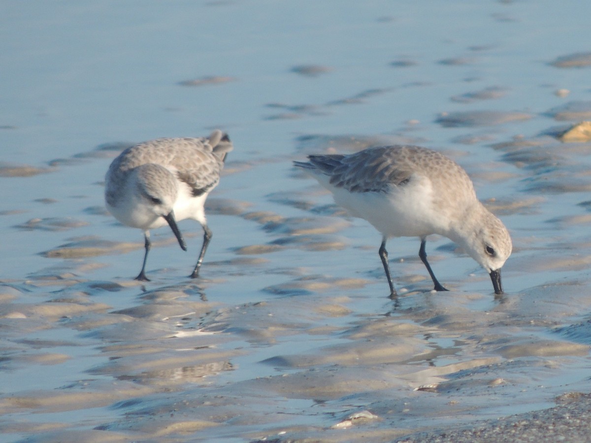 Sanderling - ML647151006