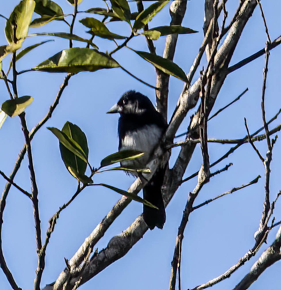Cone-billed Tanager - ML647151007