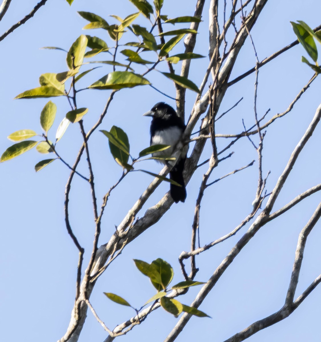 Cone-billed Tanager - ML647151008