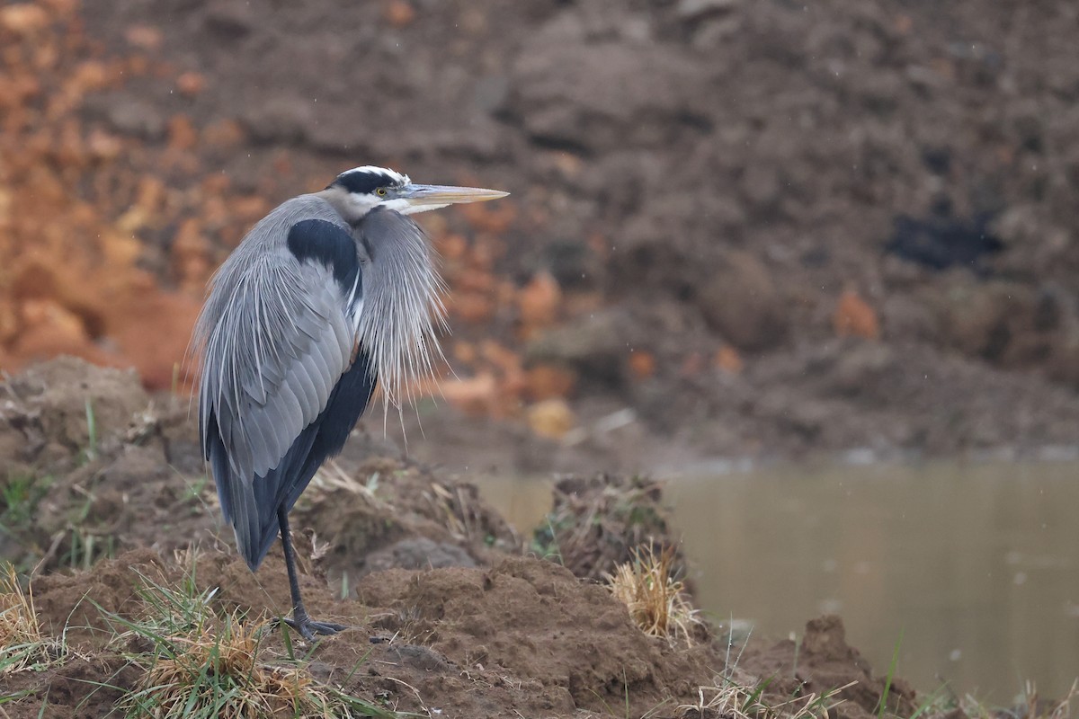 Great Blue Heron (Great Blue) - ML647151012