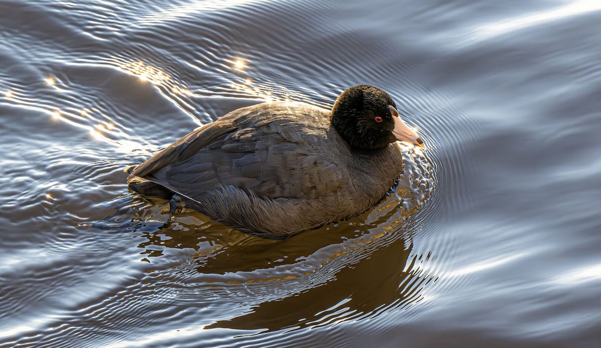 Indianerblässhuhn - ML647151028