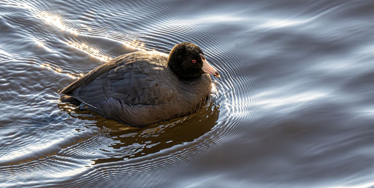 Indianerblässhuhn - ML647151029