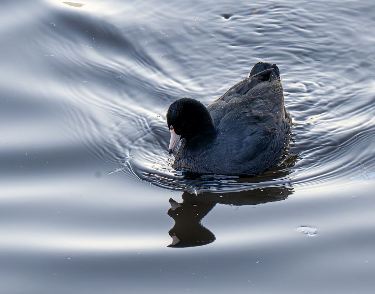 Indianerblässhuhn - ML647151032