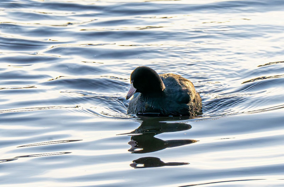 Indianerblässhuhn - ML647151033