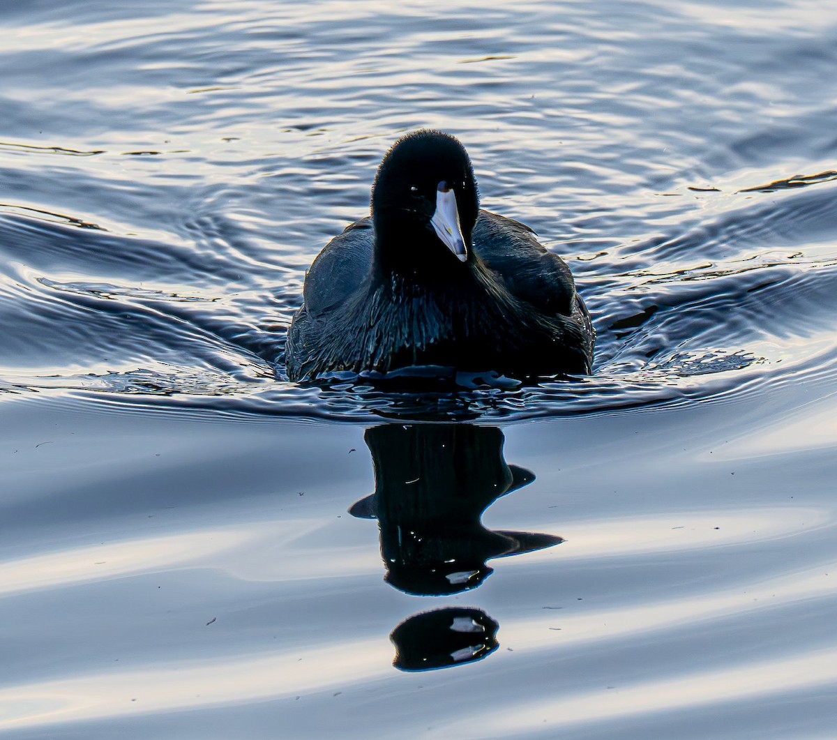 Indianerblässhuhn - ML647151039