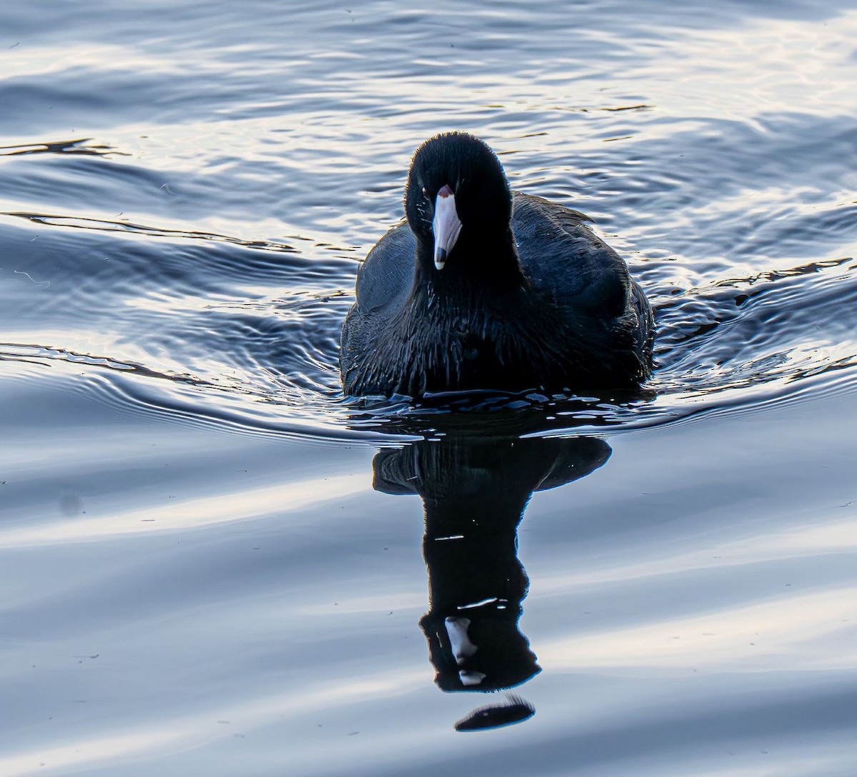 Indianerblässhuhn - ML647151040