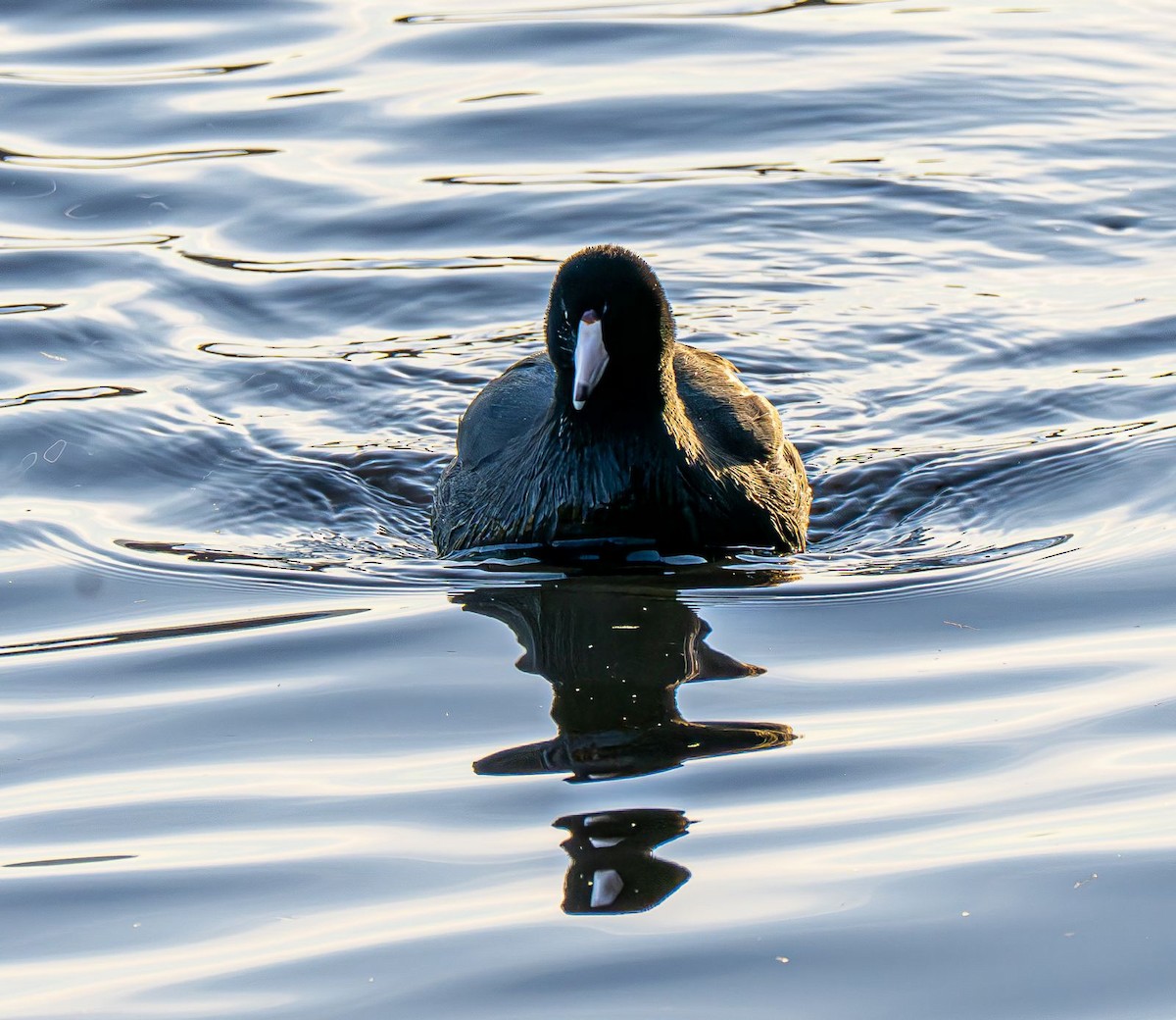 Indianerblässhuhn - ML647151041