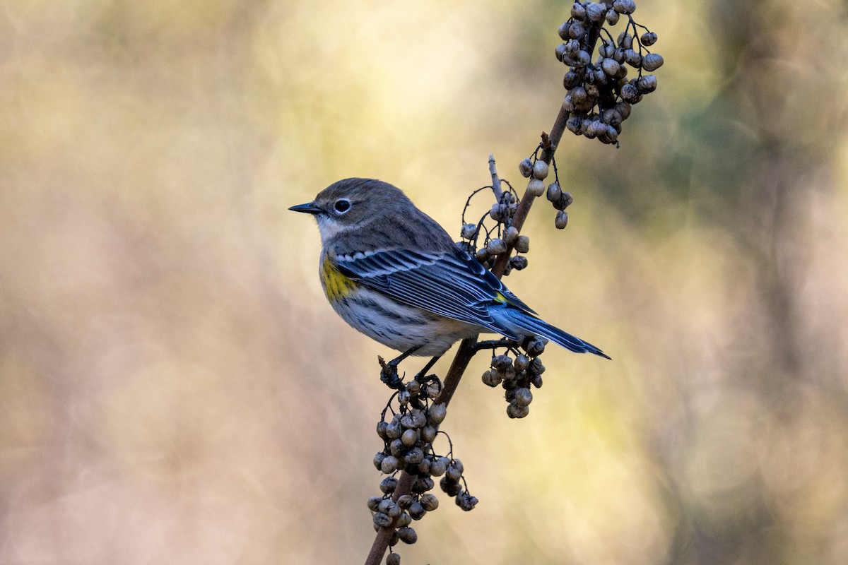 Kronenwaldsänger (coronata) - ML647151042