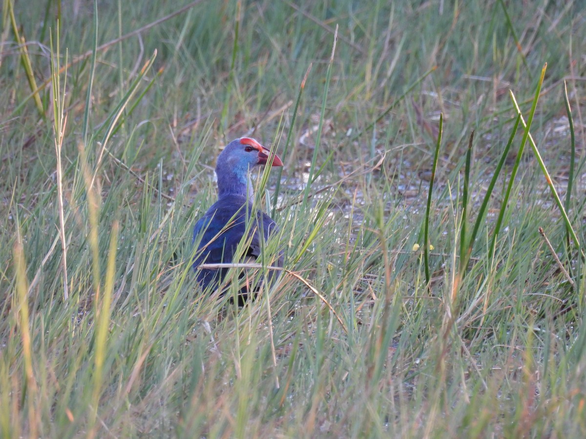 Graukopf-Purpurhuhn - ML647151043