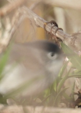 Kalifornienmückenfänger - ML647151044