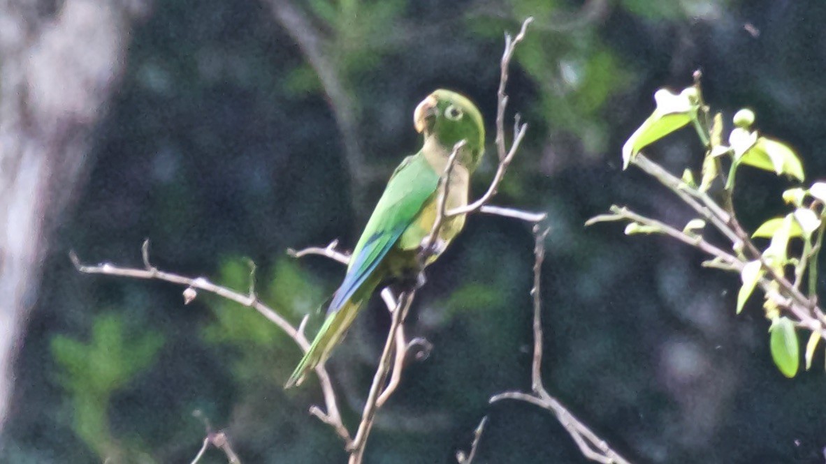 Jamaikasittich - ML647151045