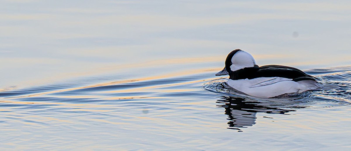 Büffelkopfente - ML647151052