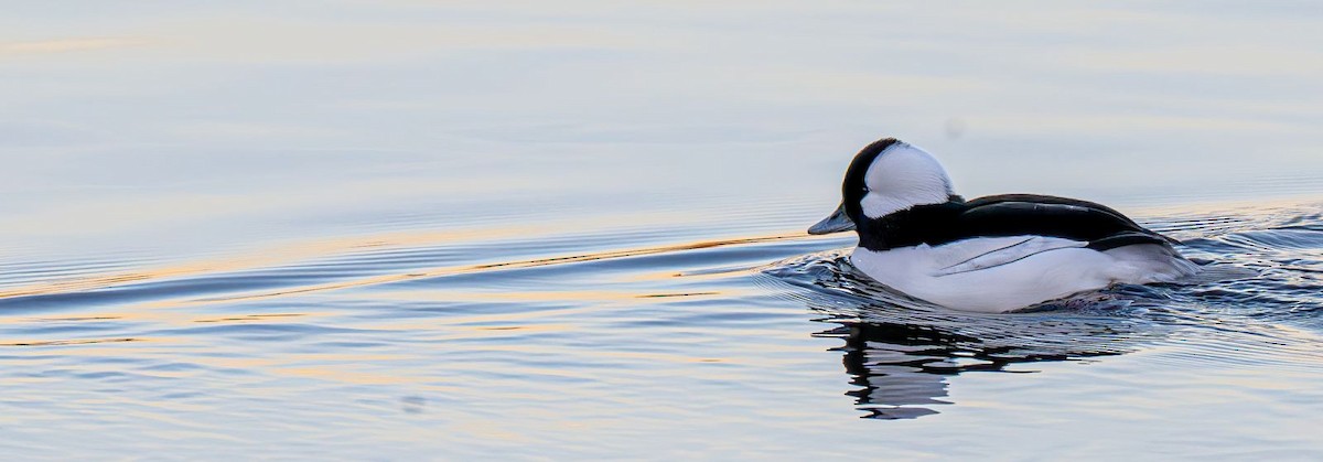 Büffelkopfente - ML647151053