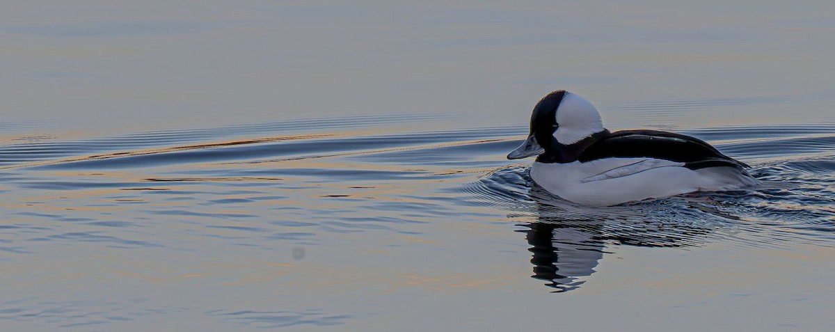 Büffelkopfente - ML647151055