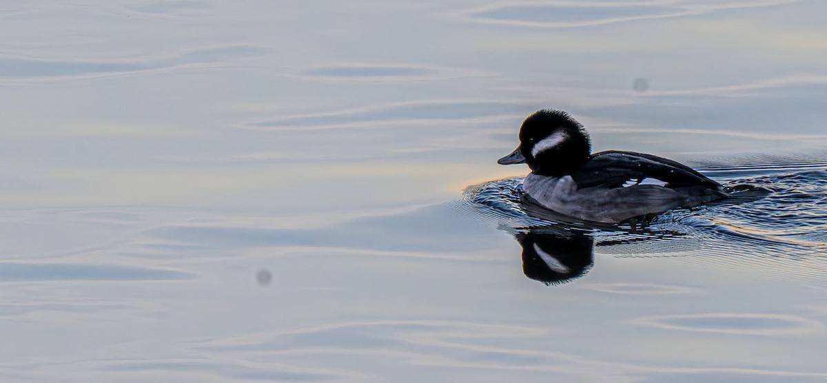 Büffelkopfente - ML647151056