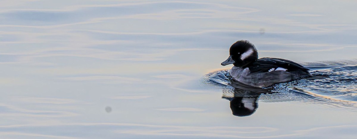 Büffelkopfente - ML647151057