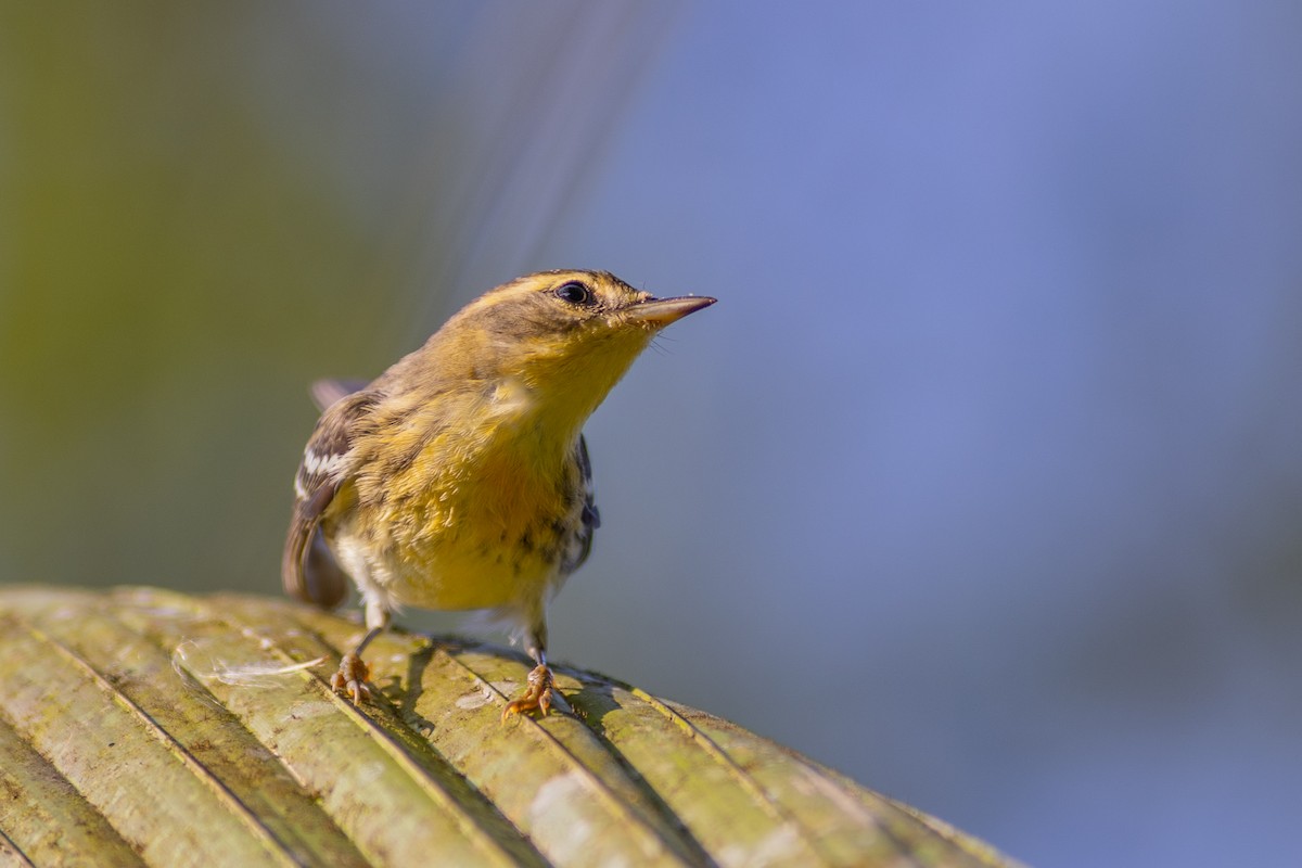 Fichtenwaldsänger - ML647151058