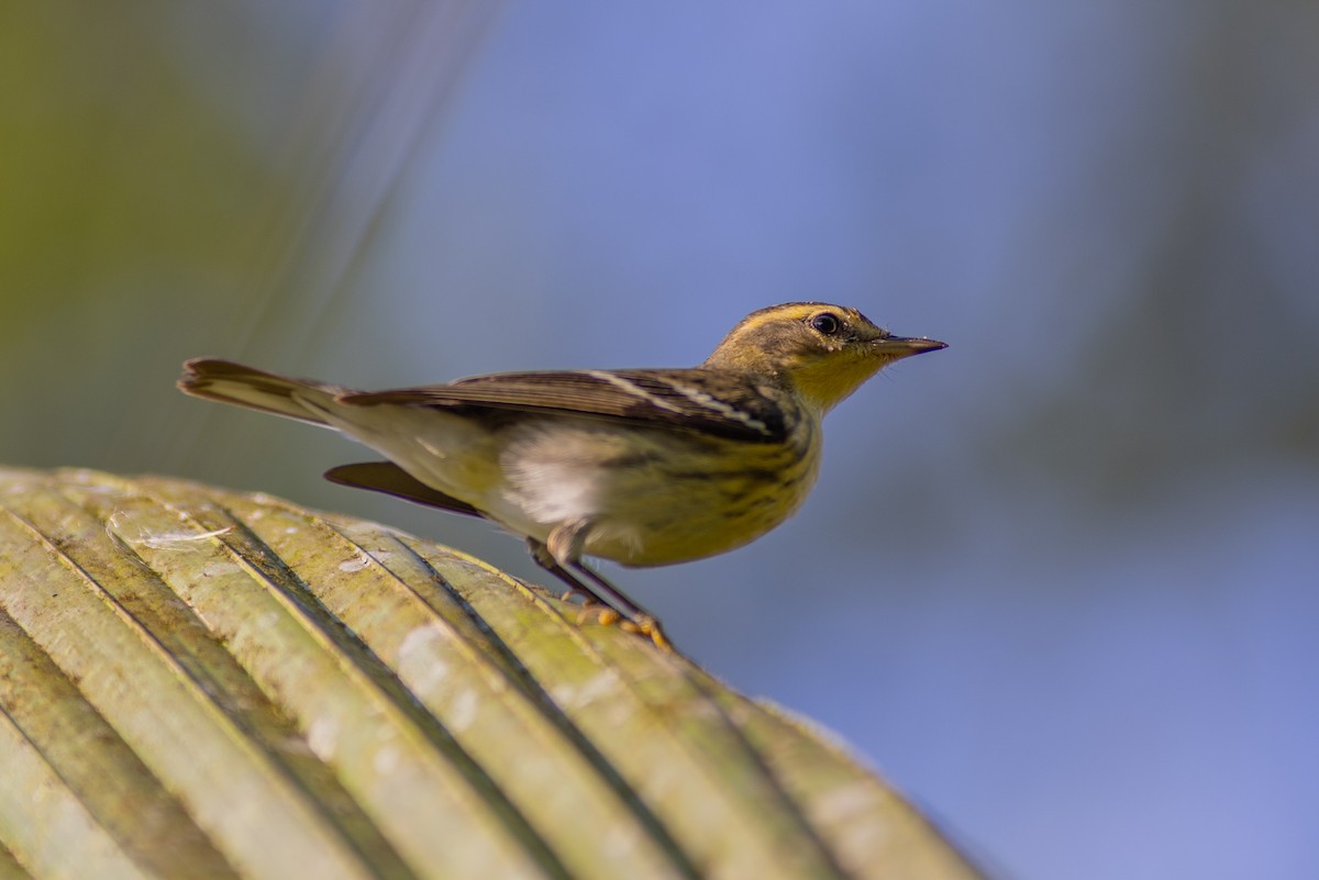 Fichtenwaldsänger - ML647151059