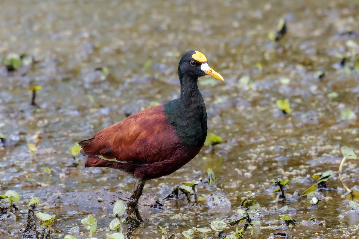 Gelbstirn-Blatthühnchen - ML647151061