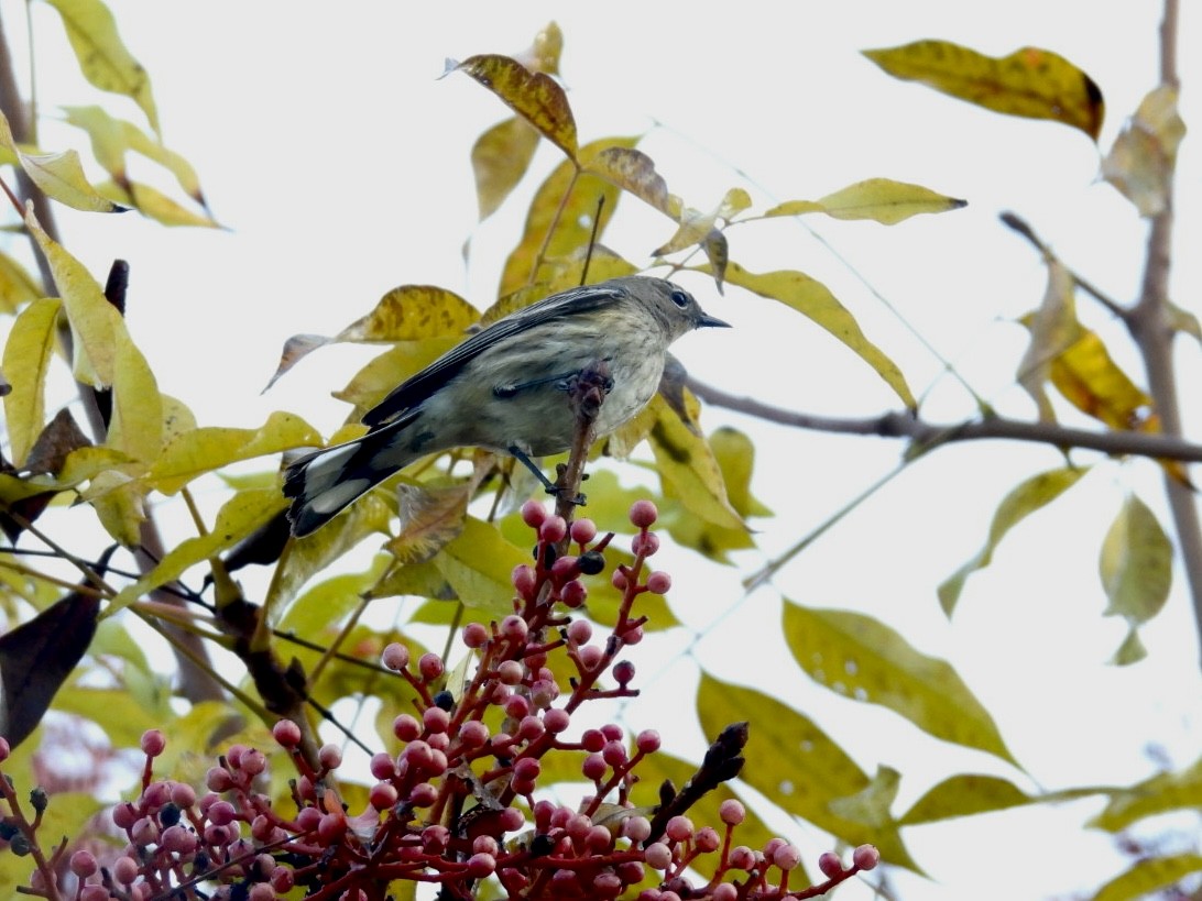 Kronenwaldsänger - ML647151062