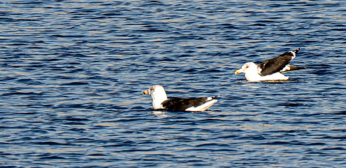 Mantelmöwe - ML647151064