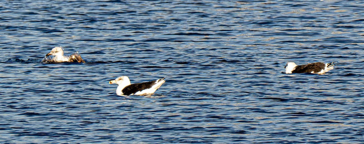 Mantelmöwe - ML647151065