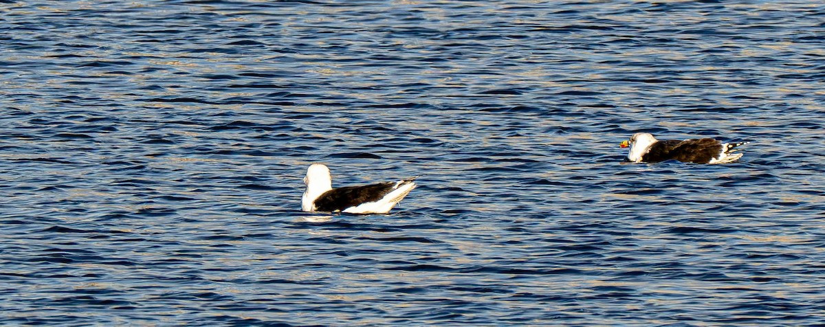 Mantelmöwe - ML647151066