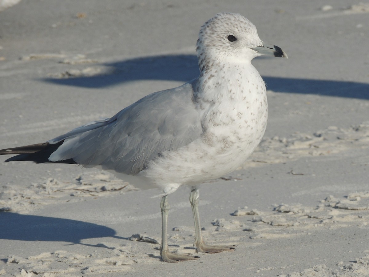 Ringschnabelmöwe - ML647151067