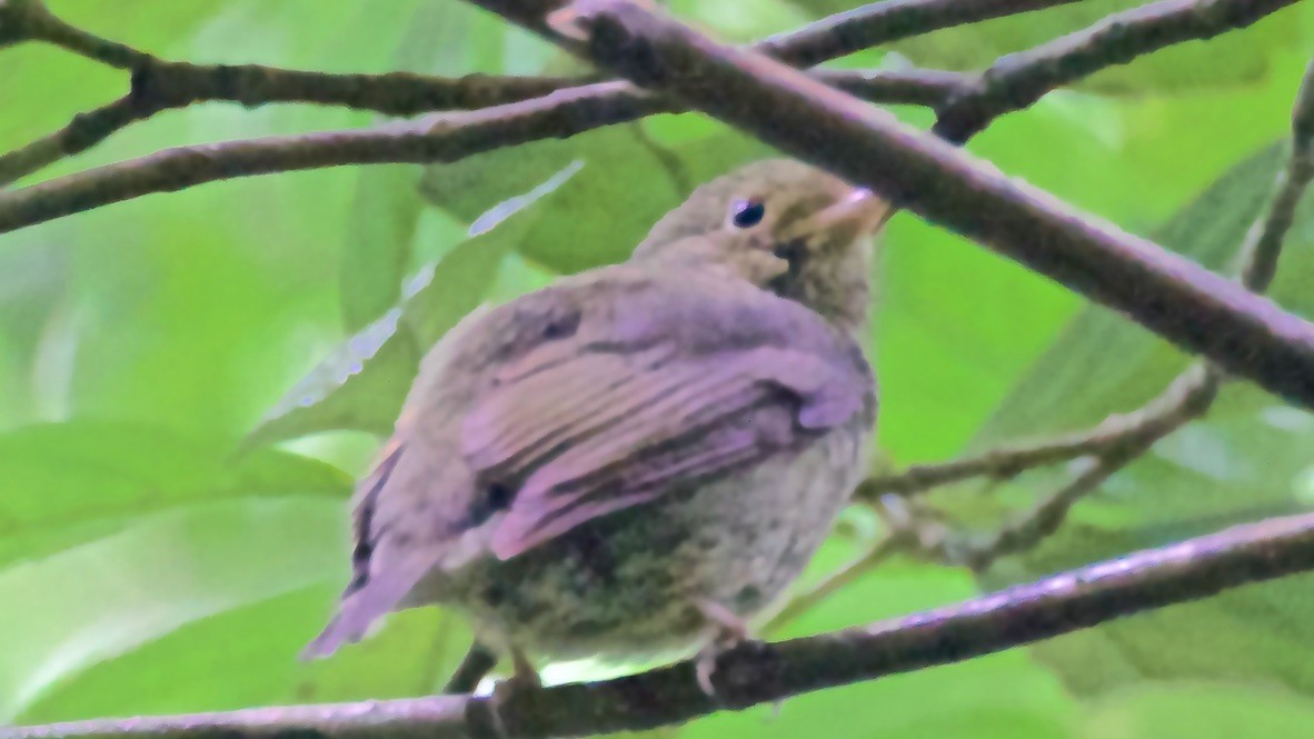 Gelbhosenpipra - ML647151069