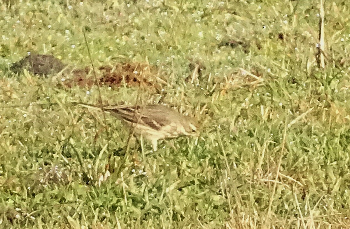 Amerikapieper - ML647151070