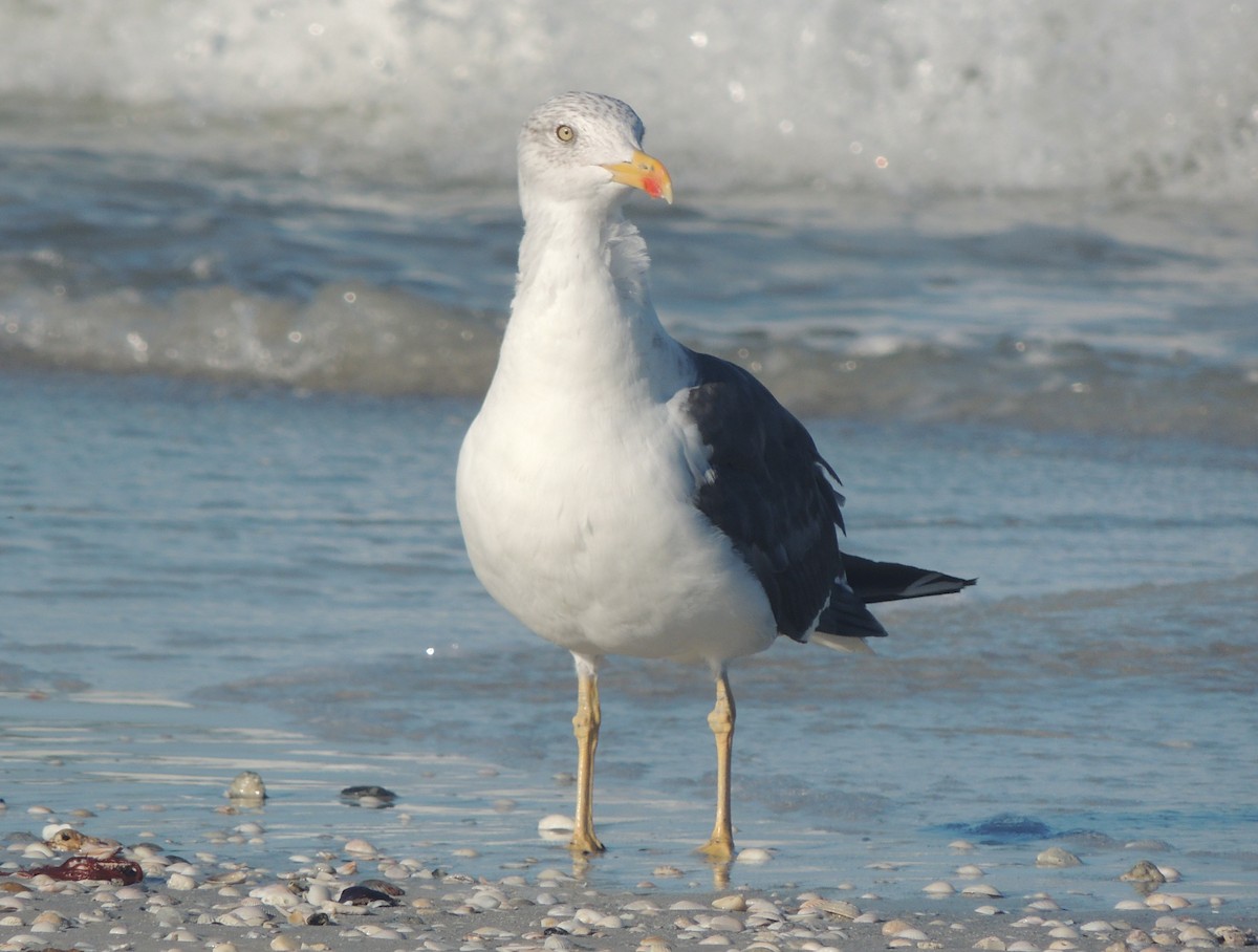 Heringsmöwe - ML647151071