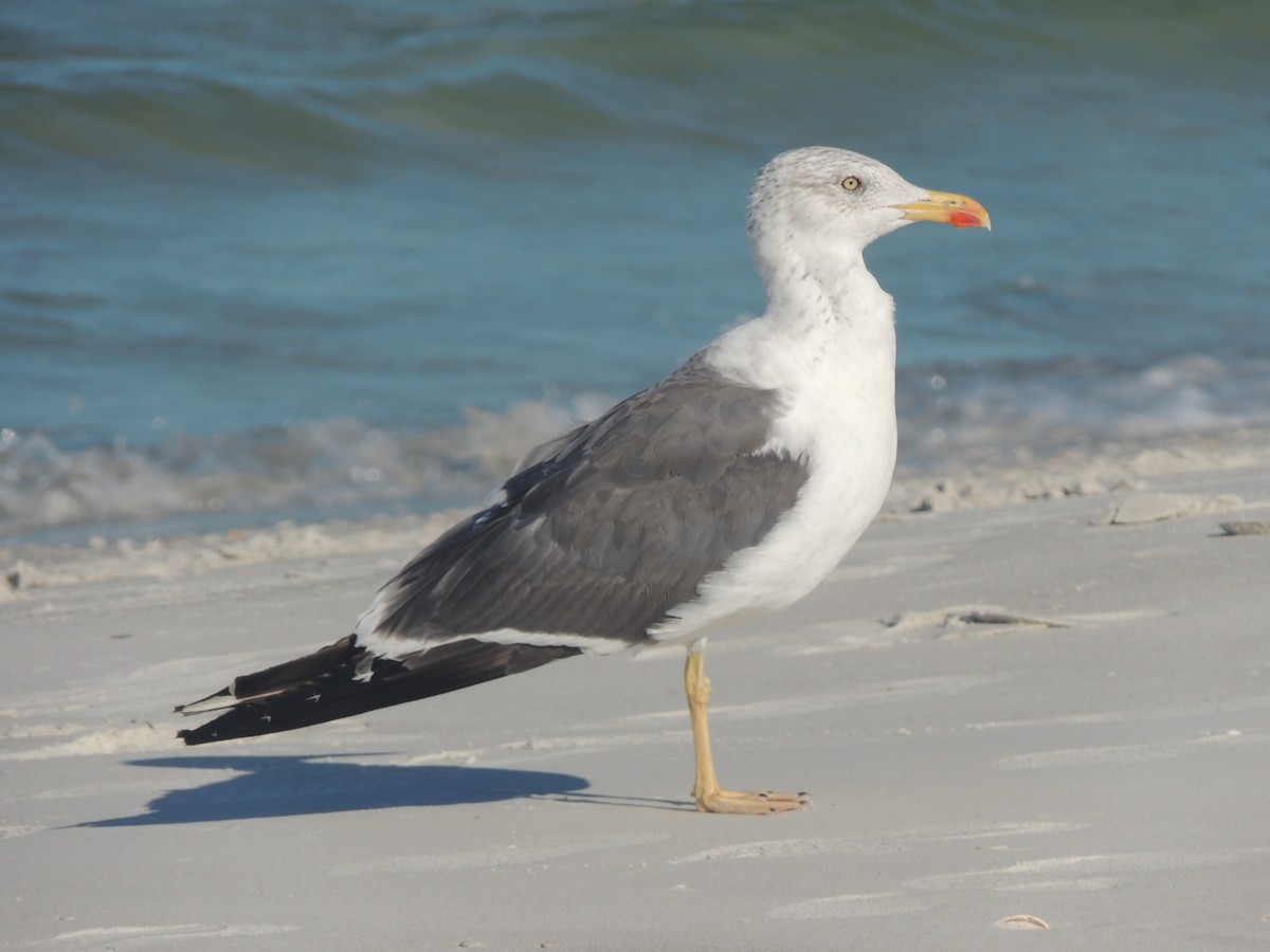 Heringsmöwe - ML647151072