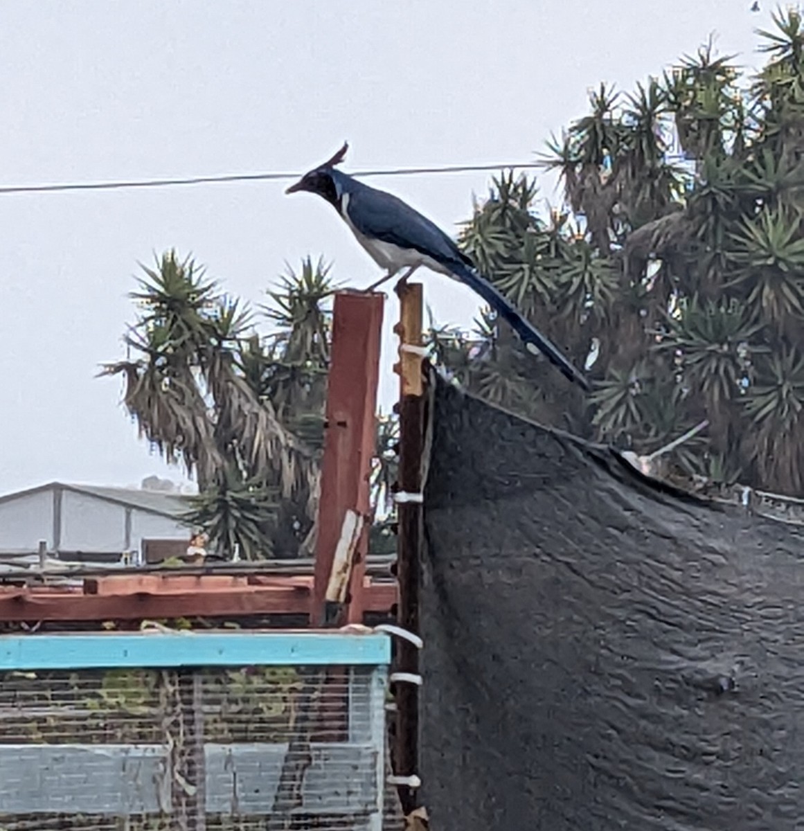 Urraca Hermosa Carinegra - ML647151098