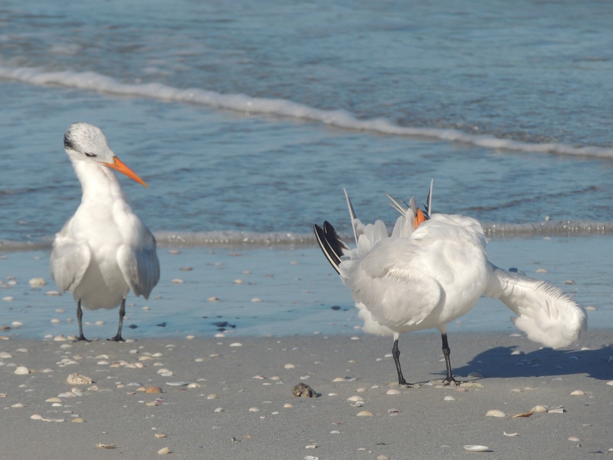 Royal Tern - ML647151100
