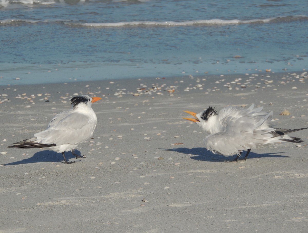 Royal Tern - ML647151101