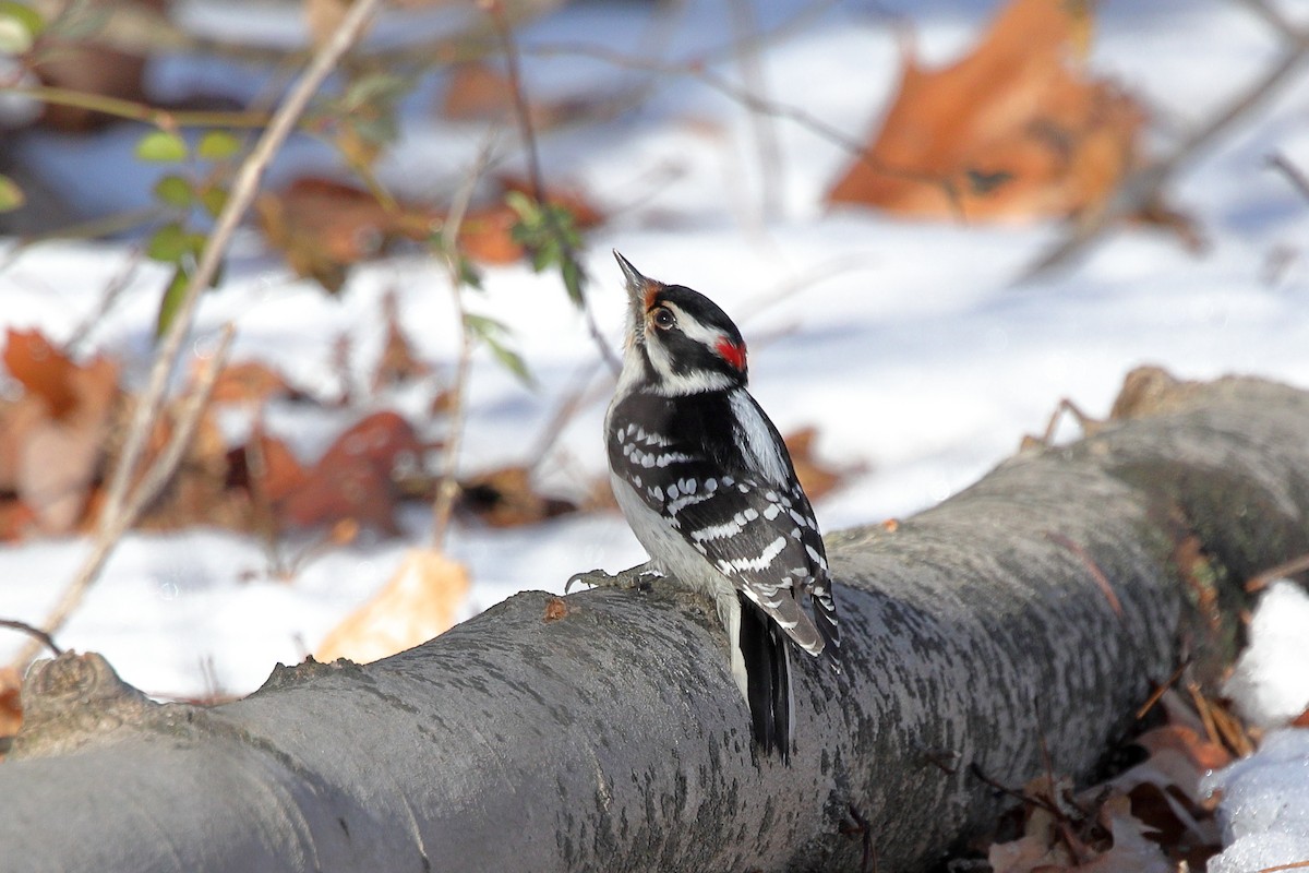 Downy Woodpecker - ML647151102