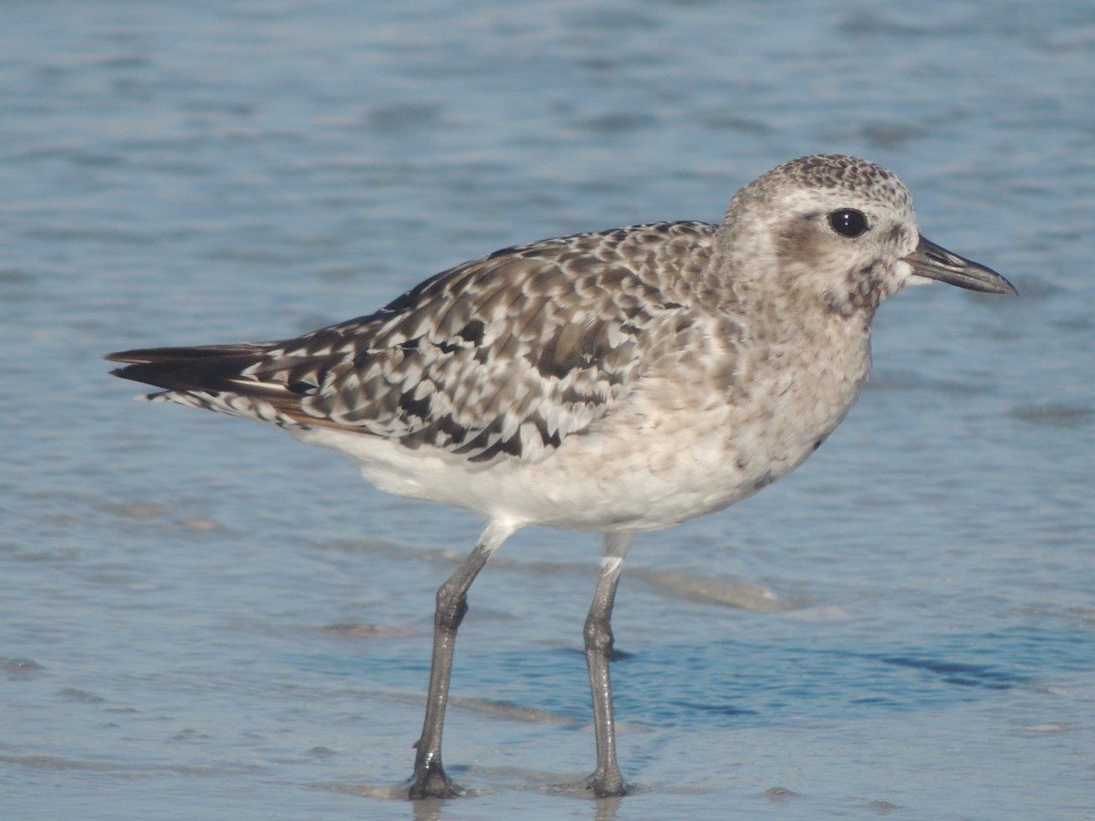 Буурал сүвээ цагаан - ML647151107