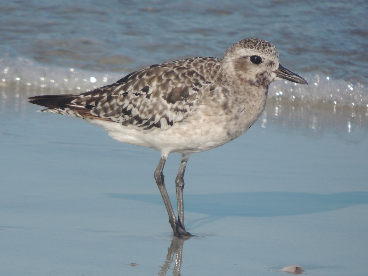 Буурал сүвээ цагаан - ML647151108