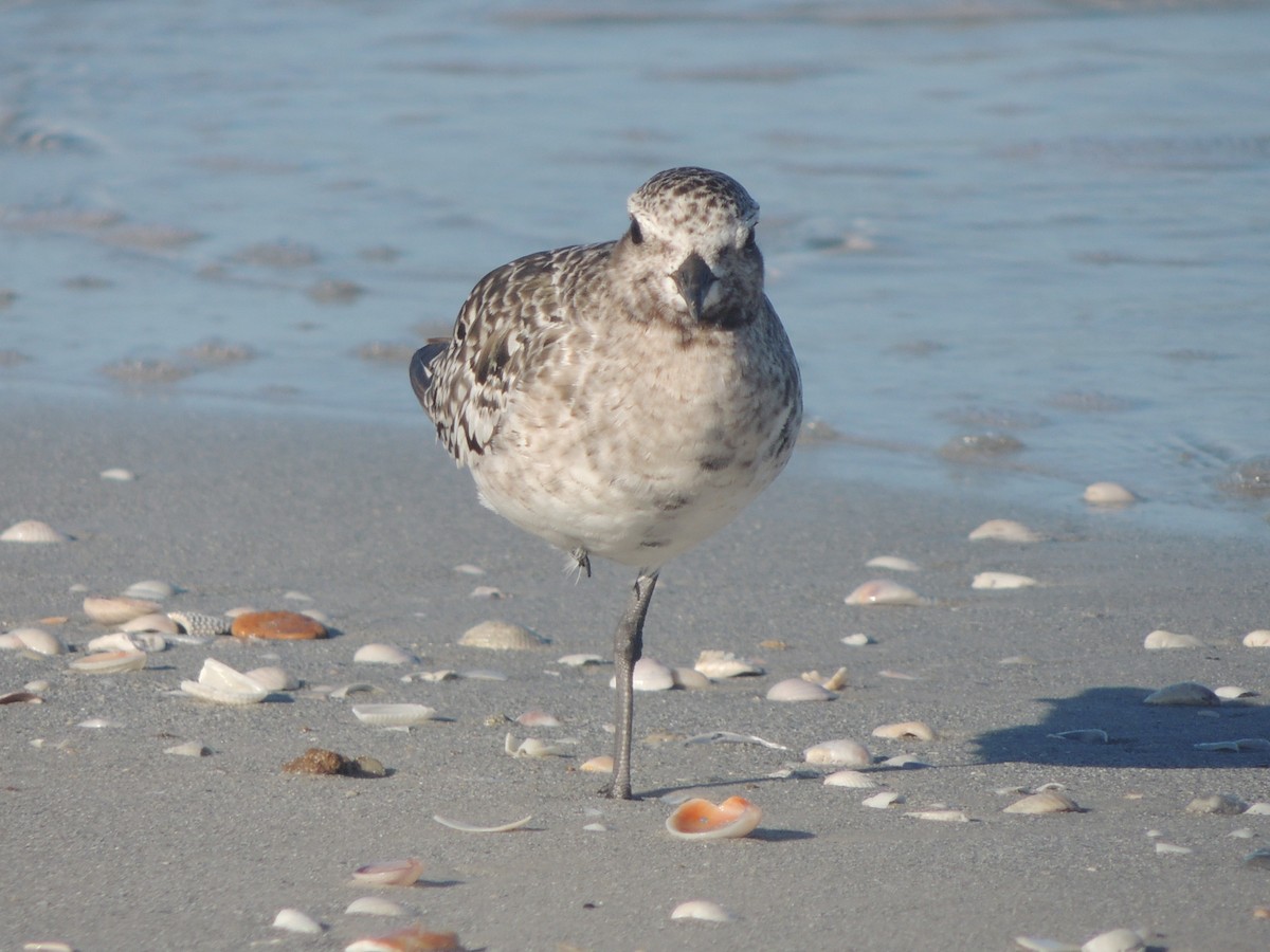 Буурал сүвээ цагаан - ML647151109