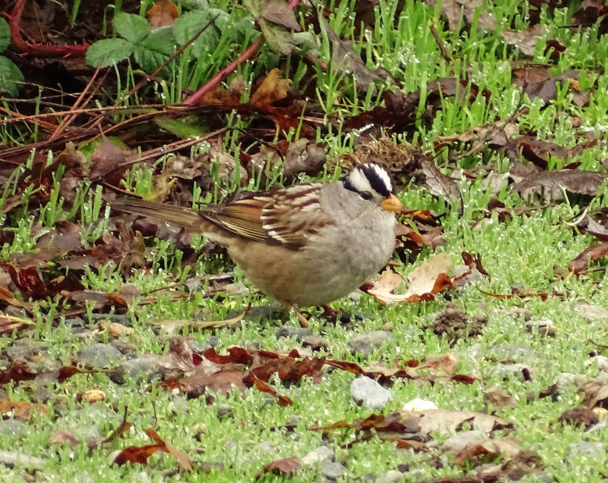 Белобровая овсянка - ML647151132