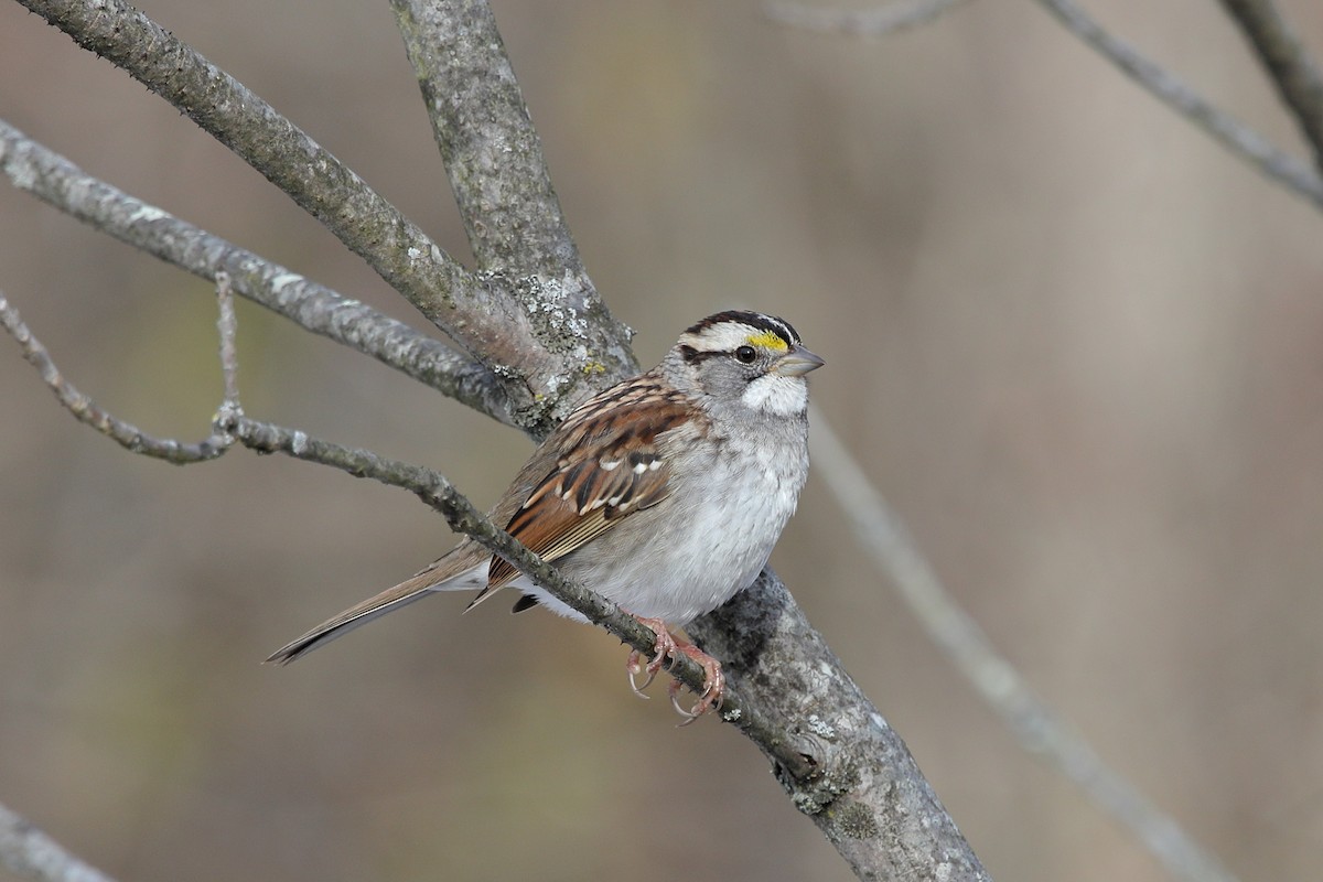White-throated Sparrow - ML647151134