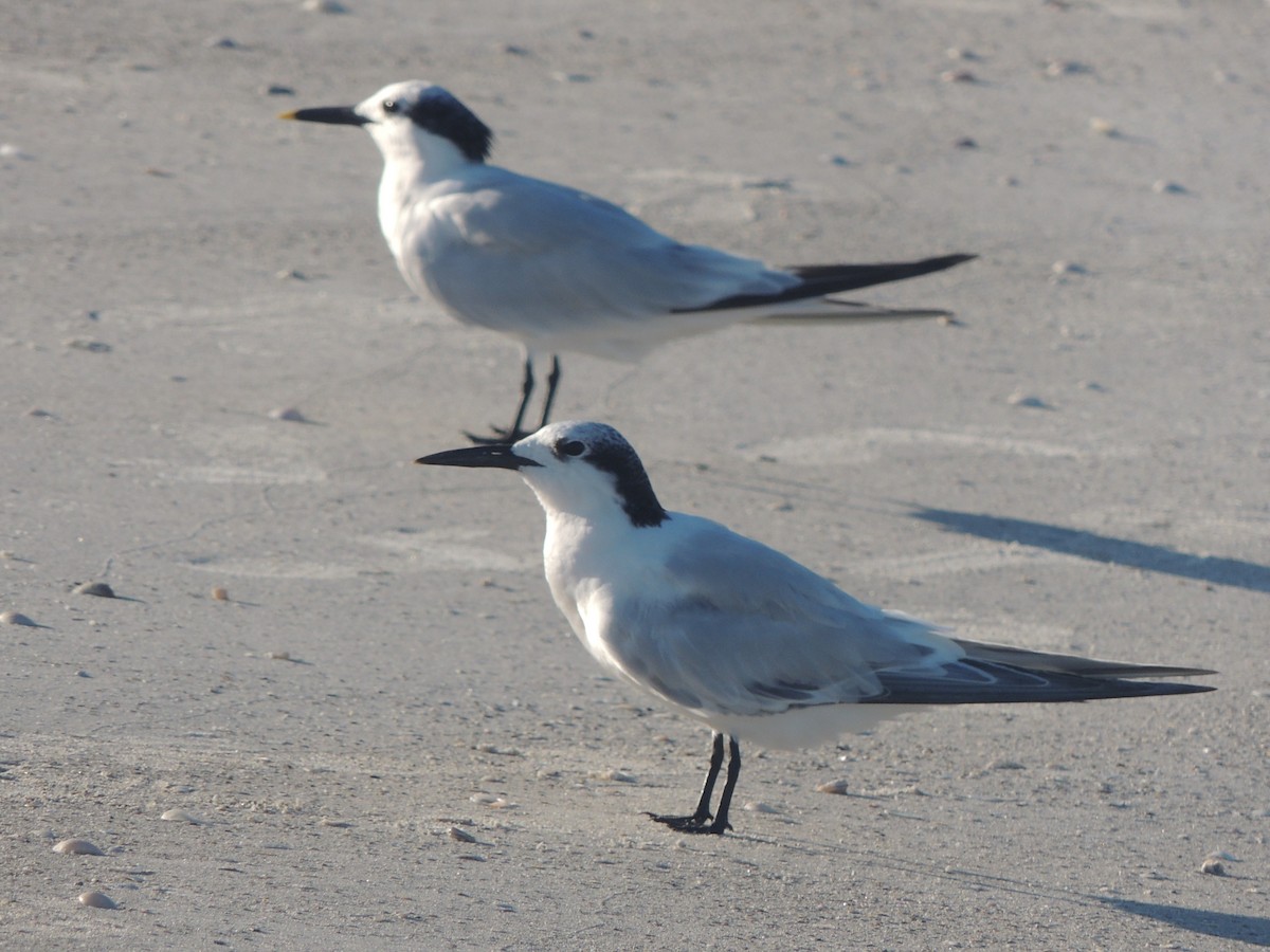 Sandwich Tern - ML647151141