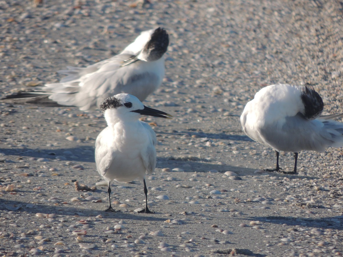 Sandwich Tern - ML647151142