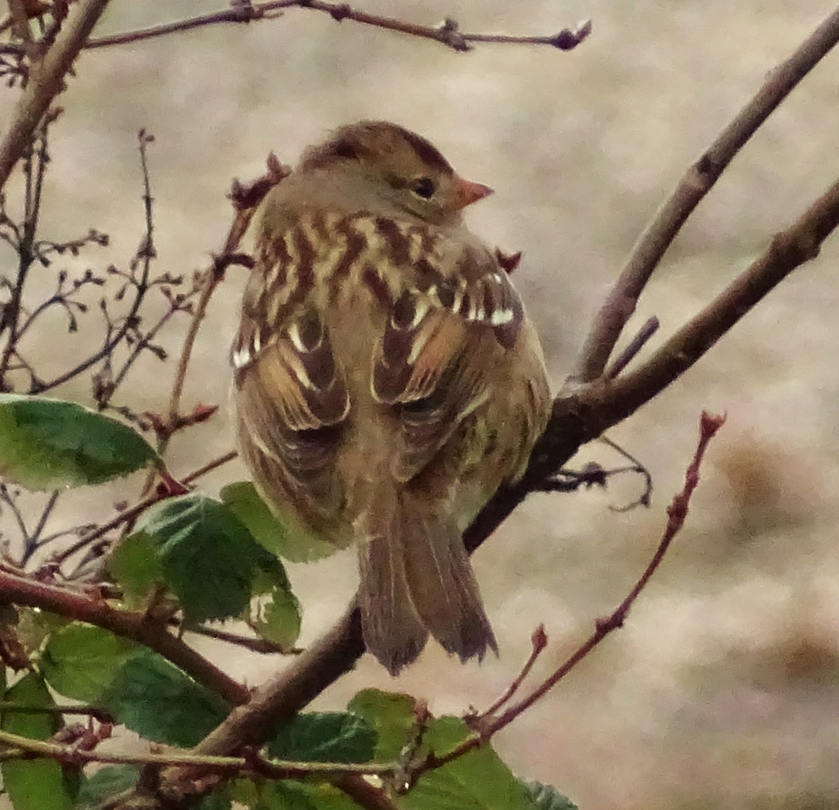 Белобровая овсянка - ML647151143