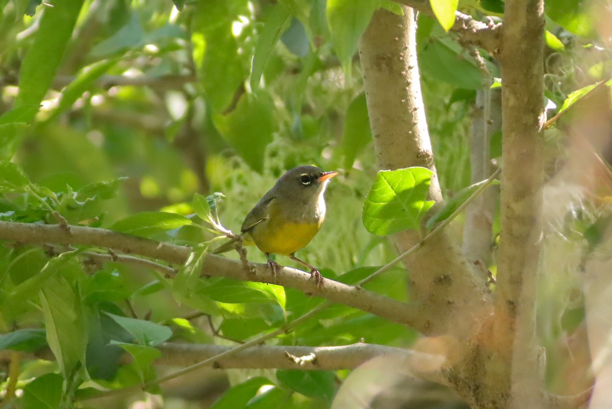 MacGillivray's Warbler - ML647151145