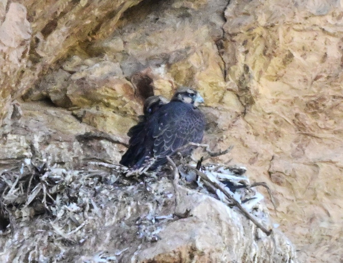 Saker Falcon - ML647151155