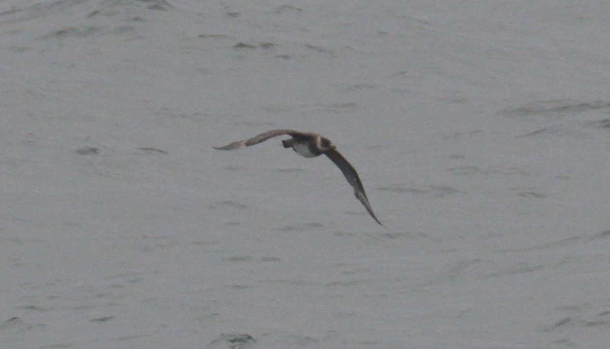 Stercorario mezzano - ML647151159