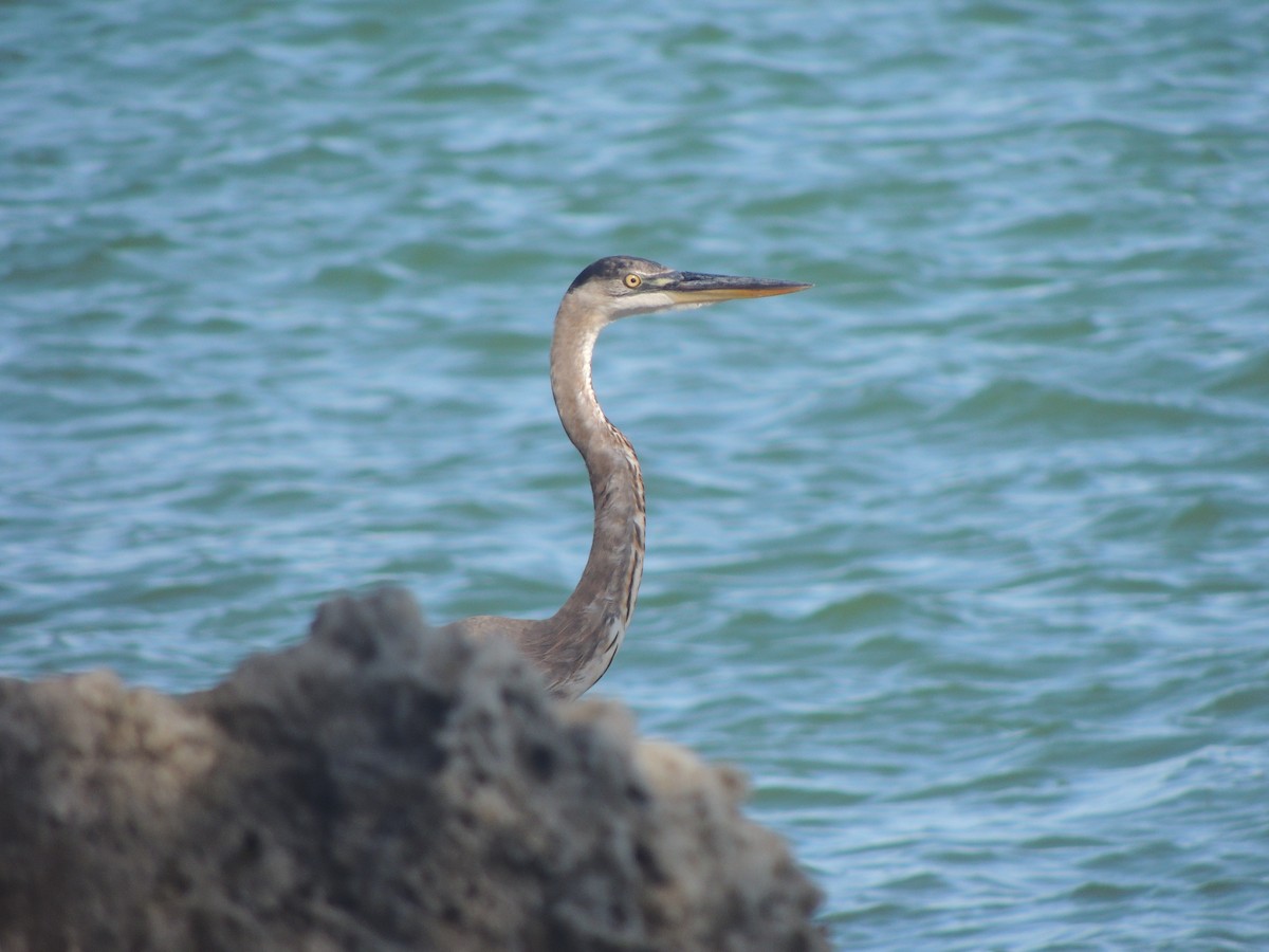 Great Blue Heron - ML647151168