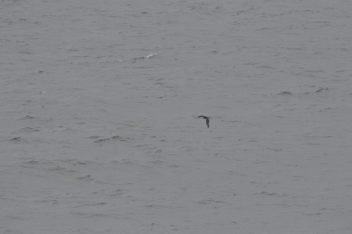 Stercorario mezzano - ML647151172