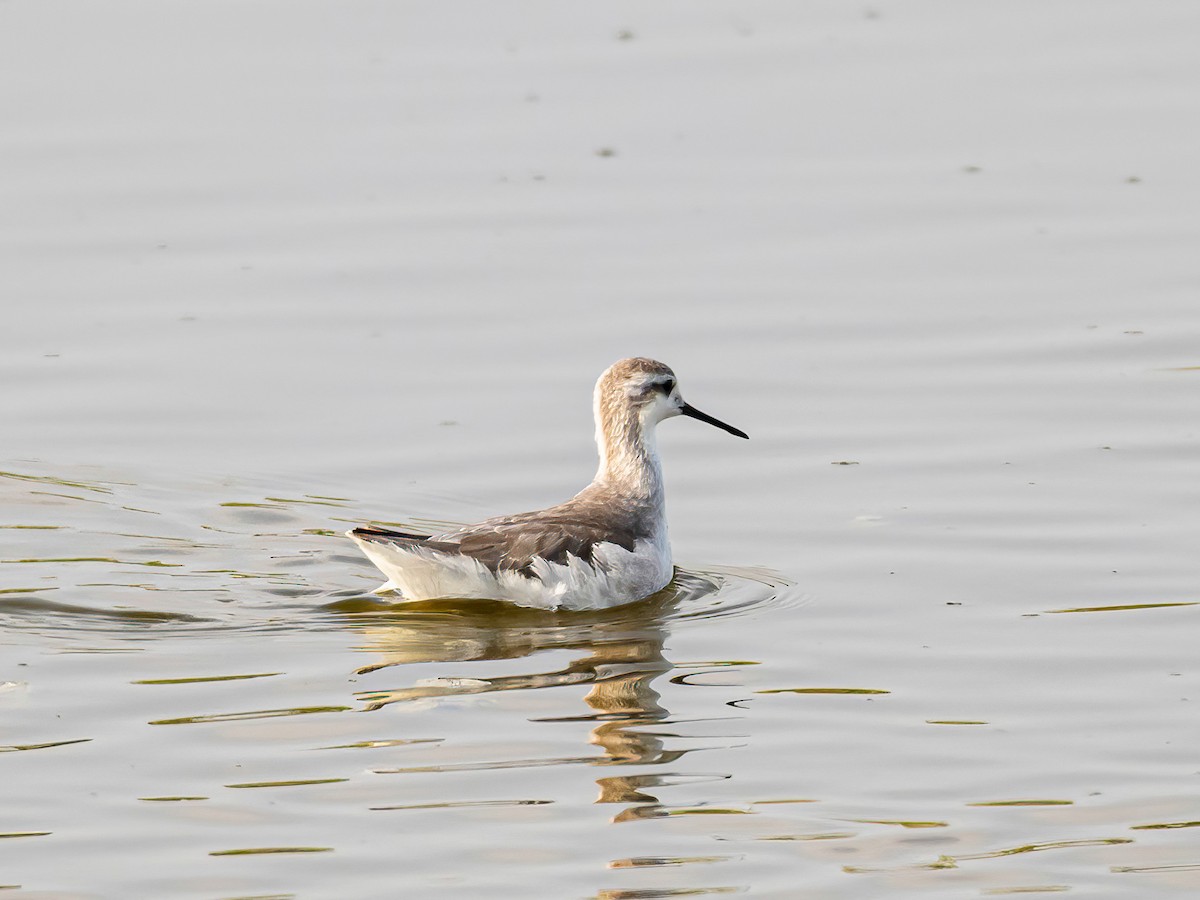 Wilsonwassertreter - ML647151173